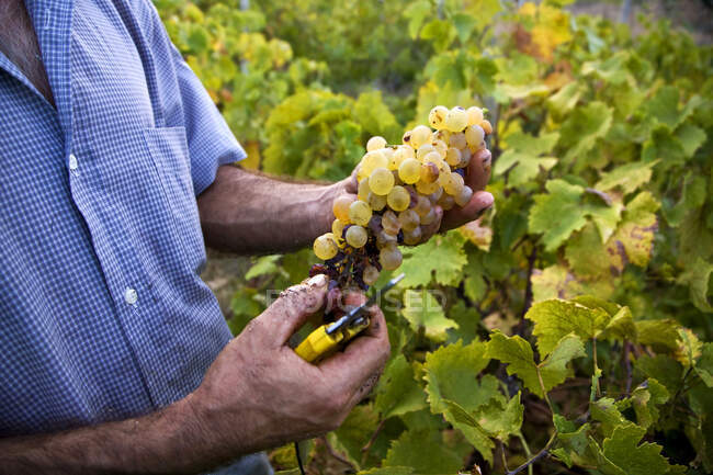 Homme mains tenant des raisins, vendanges, île de Salina, Messine, Sicile, Italie, Europe — Photo de stock