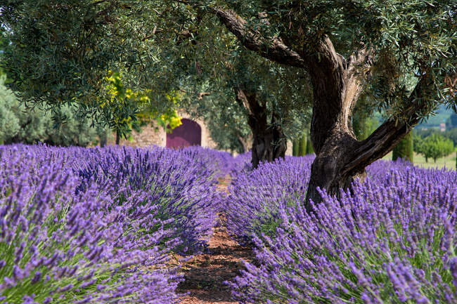 Campo floreciente de Lavanda, Gordes, Vaucluse, Provenza-Alpes-Costa Azul, Francia, Europa - foto de stock