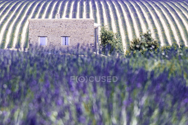 Haus, Lavendelfeld, Nähe Valensole, alpes de haute provence, provence, Frankreich, europa — Stockfoto