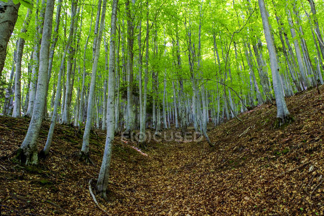 Sentiero della Cascata della Morricana, Foresta Martese, Rocca Santa Maria, Abruzzo, Italia, Europa — Foto stock