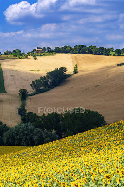 Landschaft, Sonnenblumenfeld, montelupone, marche, italien, europa — Stockfoto