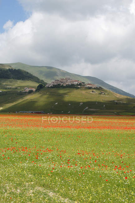 Monti Sibillini National Park, Floração, Castelluccio di Norcia; Umbria, Itália, Europa — Fotografia de Stock