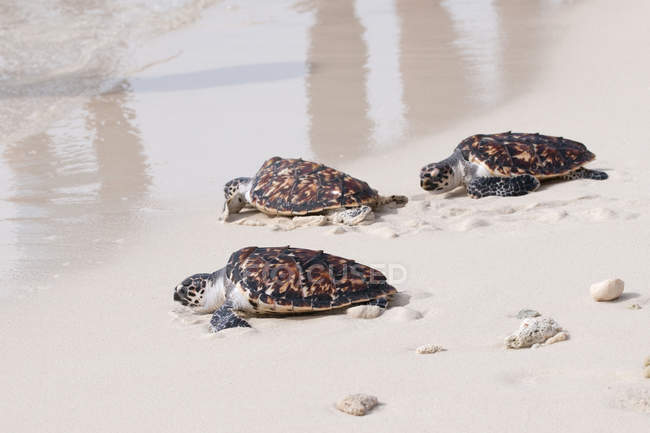 Falkenschildkröte (eretmochelys imbricata) am Strand, Cayo dos Mosquises, Archipel Los Roques Nationalpark, Venezuela, Südamerika — Stockfoto