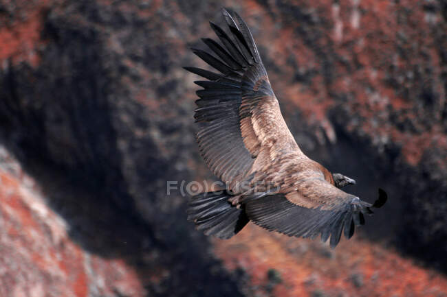 Condor, cruz del condor, a magnificent andean condor above the Colca Canyon, at 3200 metres, this canyon is the second deepest in the world, arequipa, Peru, South America — Stock Photo