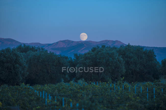 Vinhedo e lua, Campidano, Cagliari, Sardenha, Itália, Europa — Fotografia de Stock