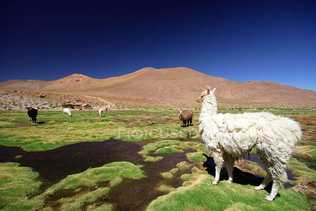 Andes Chile, San Pedro de Atacama, Desierto de Atacama, Sudamérica. - foto de stock