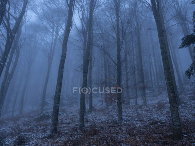 Buchenholz im Nebel, lessinia, monti lessini, trentino, italien, europa — Stockfoto