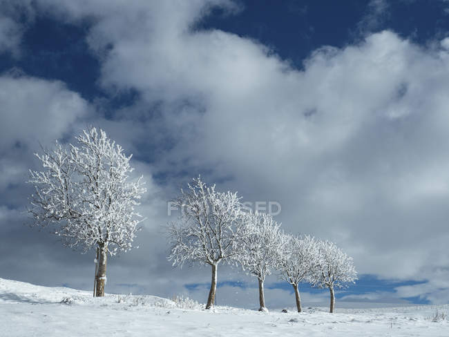 Rowan de los árboles en Coe alm de Ala, Lessinia, Monti Lessini, Trentino, Italia, Europa - foto de stock
