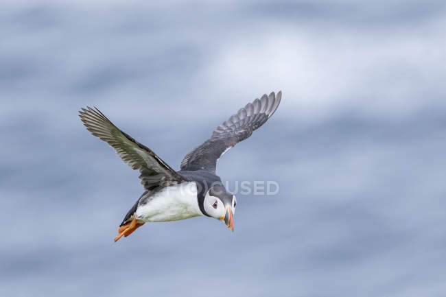 Atlantic Puffin (Fratercula arctica) nas Ilhas Shetland, na Escócia, em voo. Europa, Europa do Norte, Grã-Bretanha, Escócia, Ilhas Shetland, Junho — Fotografia de Stock