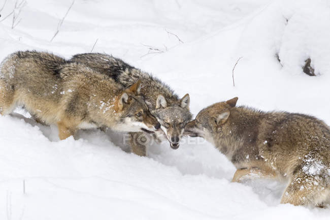 Graue Wölfe (canis lupus) im Winter im Nationalpark Bayerischer Wald. europa, mitteleuropa, deutschland, bayern, januar — Stockfoto