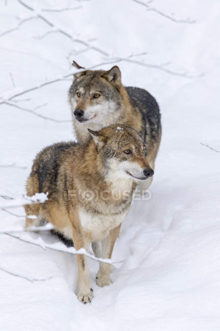 Lobos grises (Canis lupus) durante el invierno en el Parque Nacional Bosque Bávaro (Bayerischer Wald). Europa, Europa Central, Alemania, Baviera, enero - foto de stock