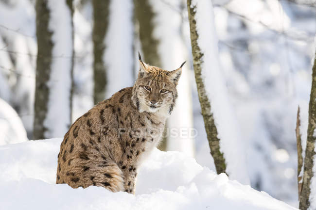 Linho da Eurásia (Lynx lynx) durante o inverno no Parque Nacional Floresta da Baviera (Bayerischer Wald). Europa, Europa Central, Alemanha, Baviera, Janeiro — Fotografia de Stock