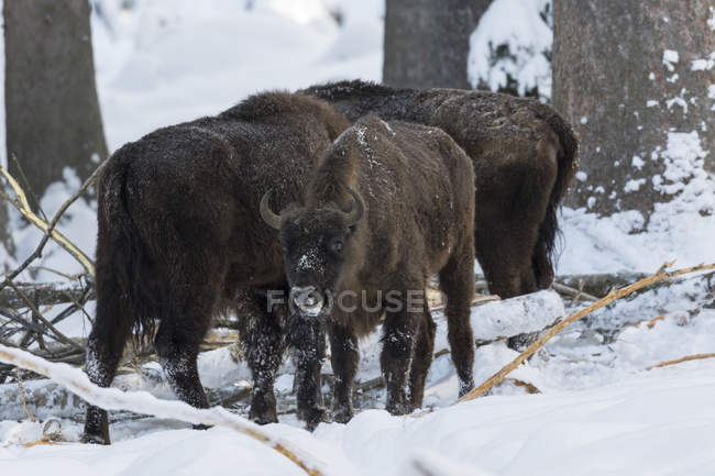 Wisent or European Bison (bison bonasus, Bos bonasus) durante o inverno no Parque Nacional Floresta da Baviera (Bayerischer Wald). Europa, Europa Central, Alemanha, Baviera, Janeiro — Fotografia de Stock