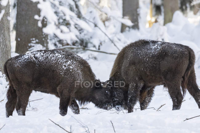 Мудрый или европейский бизон (bison bonasus, Bos bonasus) зимой в Национальном парке Баварский лес (Bayerischer Wald). Европа, Центральная Европа, Германия, Бавария, январь — стоковое фото