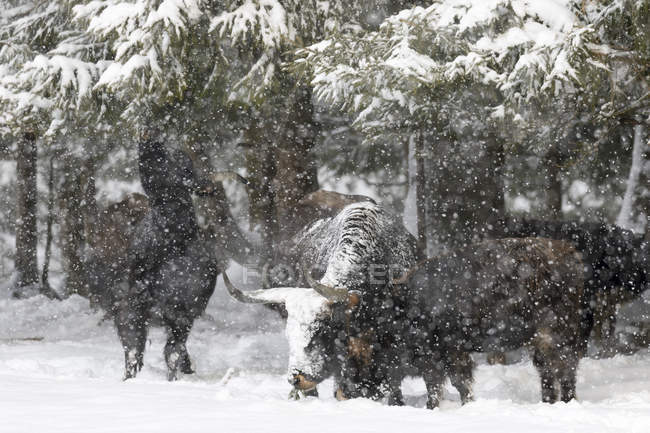 Heck Cattle (Bos primigenius taurus), un intento de reproducir a los Aurochs extintos del ganado doméstico. Tormenta de nieve en el bosque del Parque Nacional Bávaro (Bayerischen Wald). Europa, Europa Central, Alemania, Baviera, enero - foto de stock
