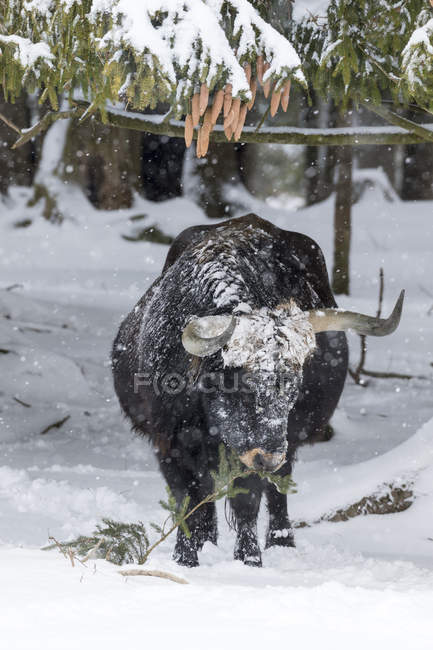Heck Bovinos (Bos primigenius taurus), uma tentativa de reproduzir os Aurochs extintos do gado doméstico. Tempestade de neve no Parque Nacional Floresta bávara (Bayerischen Wald). Europa, Europa Central, Alemanha, Baviera, Janeiro — Fotografia de Stock
