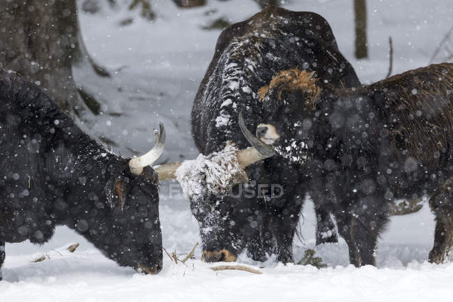 Хекский скот (Bos primigenius taurus), попытка выведения вымерших аурохов из домашнего скота. Снежная буря в национальном парке 