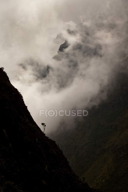 Mt. Baker hidden behind thick clouds, Rwenzori Mts, with lonley Giant Groundsel Tree, Africa, East Africa, Uganda, Rwenzori — Stock Photo