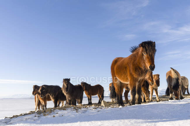 Cavalo Islandês durante o inverno na Islândia com casaco de inverno típico. Esta raça icelandic tradicional traça sua origem para trás aos cavalos dos colonos viking. europa, norte da Europa, Islândia, fevereiro — Fotografia de Stock