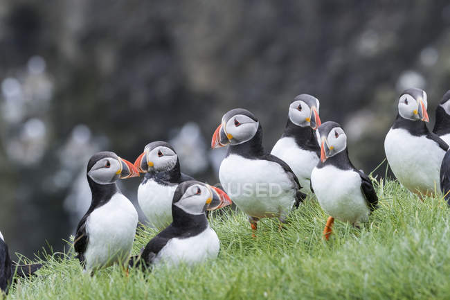 Atlantic Puffins (Fratercula arctica) in a puffinry on Mykines, part of the Faroe Islands in the North Atlantic, Denmark, Northern Europe — Stock Photo