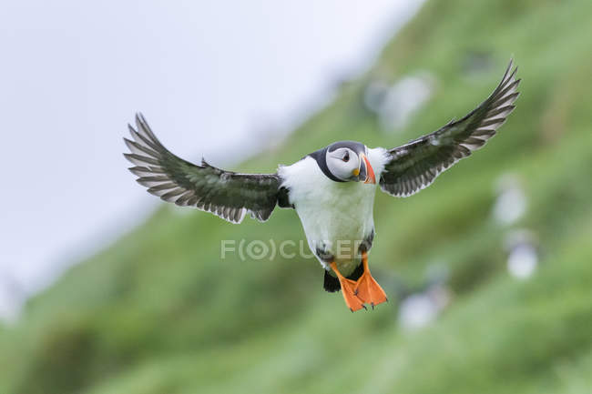 Landing in a colony. Atlantic Puffin (Fratercula arctica) in a puffinry on Mykines, part of the Faroe Islands in the North Atlantic, Denmark, Northern Europe — Stock Photo