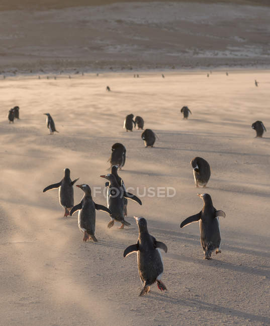 Gentoo Penguins (Pygoscelis papua), Ilhas Malvinas. América do Sul, Ilhas Malvinas, janeiro — Fotografia de Stock