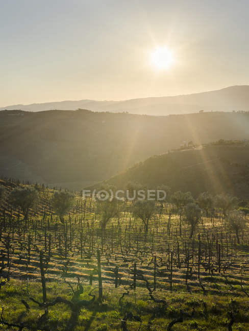 View over the valley of river Douro near Peso da Regua.  The valley of river Douro. It is the wine growing area Alto Douro and listed as UNESCO World heritage. Europe, Southern Europe, Portugal, June — Stock Photo