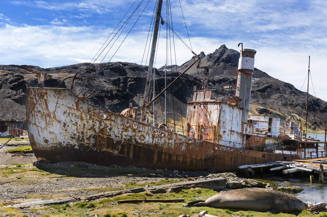 O Petrel é um caçador de baleias. Estação Baleeira Grytviken na Geórgia do Sul. Grytviken está aberto aos visitantes, mas a maioria das paredes e telhados da fábrica foram demolidos por razões de segurança. Antártica, Subantártica, Geórgia do Sul, outubro — Fotografia de Stock