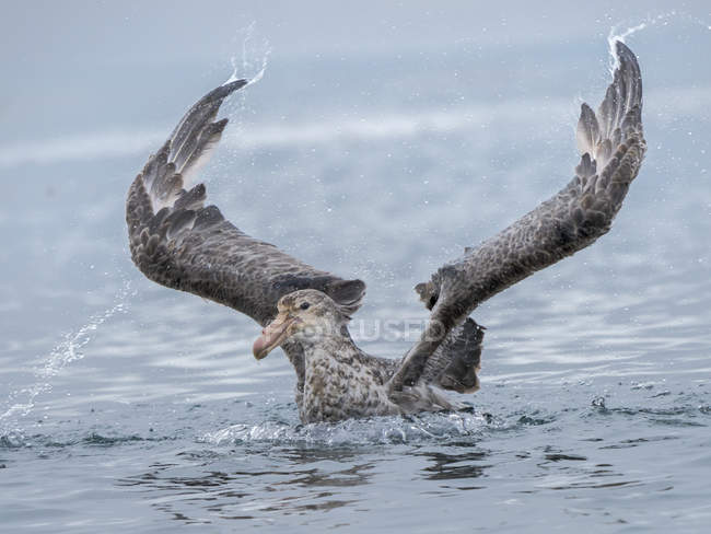 Northern Giant Petrel or Hall's Giant Petrel (Macronectes halli)  bathing in the Bay of Isles near Prion Island on South Georgia.  Antarctica, Subantarctica, South Georgia, October — Stock Photo