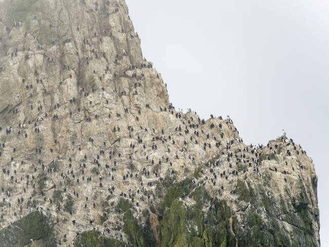 Скелясті скелі поблизу Південної Джорджії, об'єднаної групи скелястих островів в південному океані. Rookery of Imperal Shags (Phalacrocorax albiventer oder Leucocarbo atricpes) Антарктида, Субантарктика, Південна Джорджія, жовтень — стокове фото