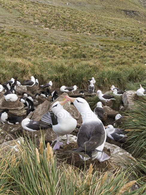 Black-browed albatross or black-browed mollymawk (Thalassarche melanophris), typical courtship and greeting behaviour. South America, Falkland Islands, November — Stock Photo