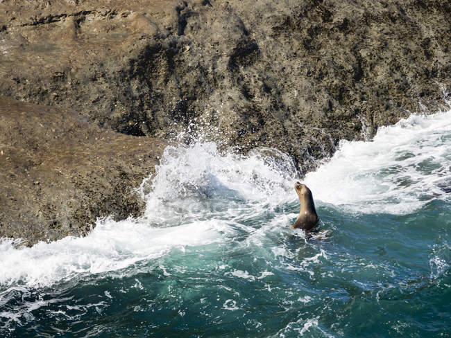 L'otarie d'Amérique du Sud (Otaria flavescens) est aussi appelée lion de mer du Sud et otarie de Patagonie, colonie dans les Valdes du parc national. Valdes est inscrite au patrimoine mondial de l'UNESCO. Amérique du Sud, Argentine, Chubut — Photo de stock