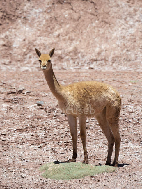 Vicuna (Vicugna vicugna) in the Altiplano of Argentina near  Tolar Grande. — Stock Photo