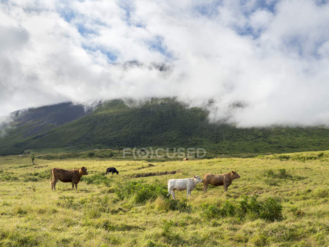 Vulcano Pico, pasture with cows. Pico Island, an island in the Azores (Ilhas dos Acores) in the Atlantic ocean. The Azores are an autonomous region of Portugal. Europe, Portugal, Azores — Stock Photo