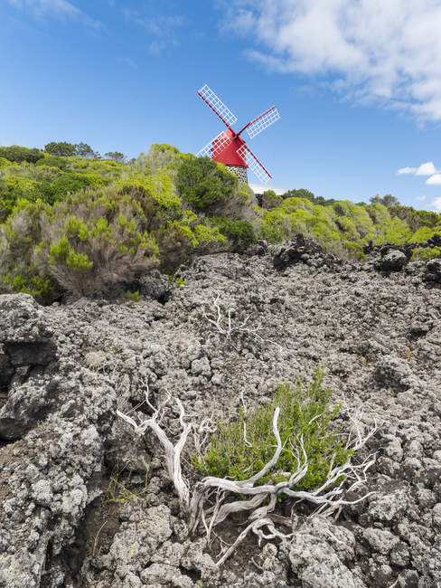 Molino de viento tradicional cerca de Sao Joao. Isla Pico, una isla en las Azores (Ilhas dos Acores) en el océano Atlántico. Las Azores son una región autónoma de Portugal. Europa, Portugal, Azores - foto de stock