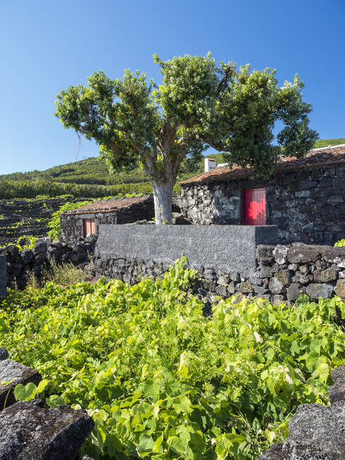Traditional viniculture near Sao Mateus, traditional wine growing on Pico is listed as UNESCO world heritage.  Pico Island, an island in the Azores (Ilhas dos Acores) in the Atlantic ocean. The Azores are an autonomous region of Portugal. Europe, Por — Stock Photo