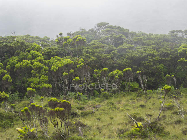 Humedal con vegatación endémica, Azores enebro (Juniperus brevifolia), brezal arbóreo (Erica azorica). Isla Pico, una isla en las Azores (Ilhas dos Acores) en el océano Atlántico. Las Azores son una región autónoma de Portugal. Europa, Portugal, Azo - foto de stock