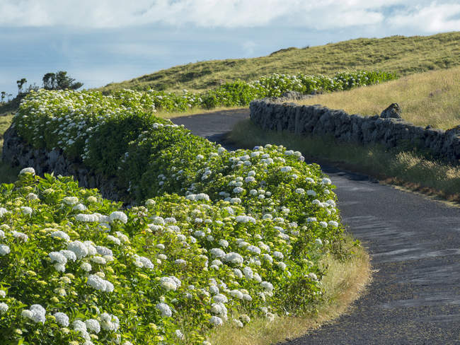 Haie de Hortensia (Hydrangea macrophylla), une plante introduite, au bord de la route. Île de Pico, une île des Açores (Ilhas dos Acores) dans l'océan Atlantique. Les Açores sont une région autonome du Portugal. Europe, Portugal, Açores — Photo de stock