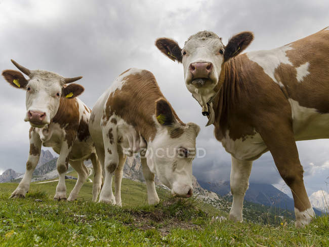 Vacas em pasto alpino. Dolomitas em Passo Giau. Europa, Europa Central, Itália — Fotografia de Stock
