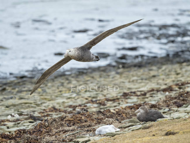 Southern Giant Petrel (Macronectes giganteus), en vuelo sobre la colonia con el polluelo en las Islas Malvinas. América del Sur, Islas Malvinas, enero - foto de stock