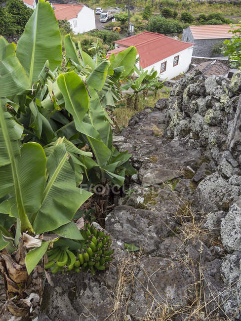 Plantação de bananas na Faja dos Vimes. Ilha de São Jorge, uma ilha dos Açores (Ilhas dos Acores) no oceano Atlântico. Os Açores são uma região autónoma de Portugal. Europa, Portugal, Açores — Fotografia de Stock