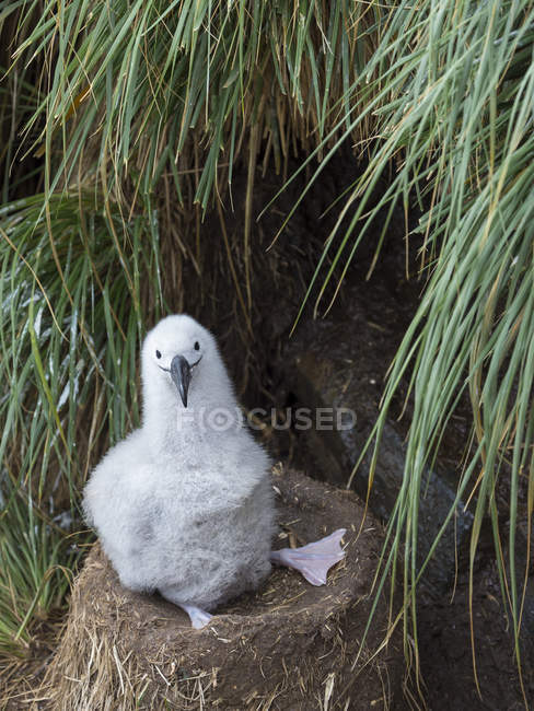 Chick on tower shaped nest. Black-browed albatross or black-browed mollymawk (Thalassarche melanophris). South America, Falkland Islands,  January — Stock Photo