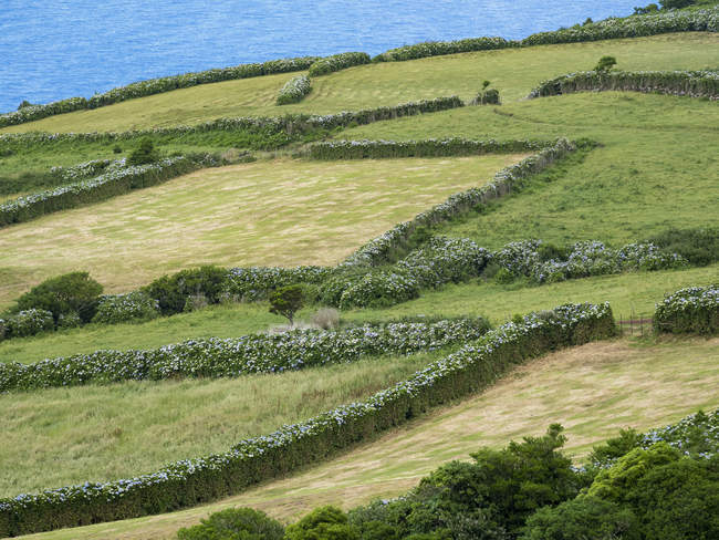 Paisaje con setos de hortensias cerca de Rosais. Isla Sao Jorge, una isla en las Azores (Ilhas dos Acores) en el océano Atlántico. Las Azores son una región autónoma de Portugal. Europa, Portugal, Azores - foto de stock