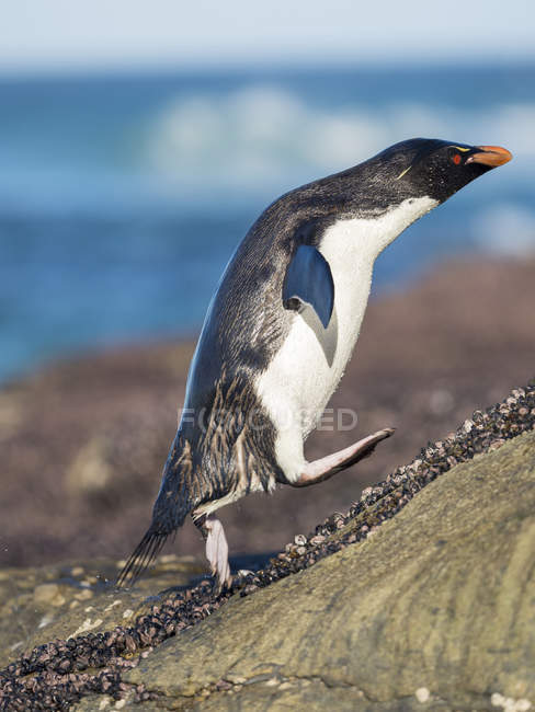 Desembarcan en una costa rocosa de la isla Saunders. Rockhopper Penguin (Eudyptes chrysocome), subespecie Southern Rockhopper Penguin (Eudyptes chrysocome chrysocome). América del Sur, Islas Malvinas, enero - foto de stock
