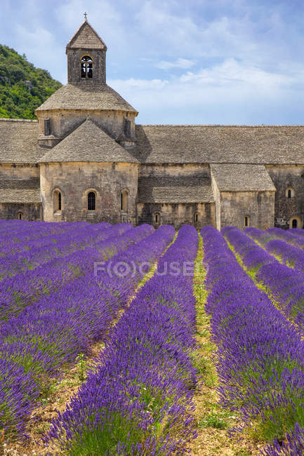 Campo florescente de Lavanda (Lavandula angustifolia) em frente à Abadia de Senanque, Gordes, Vaucluse, Provence-Alpes-Cote d 'Azur, sul da França, França, Europa — Fotografia de Stock