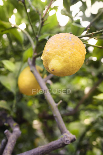 Млинці сицилійської лимона на дереві, Сицилія, Італія, Європа — стокове фото