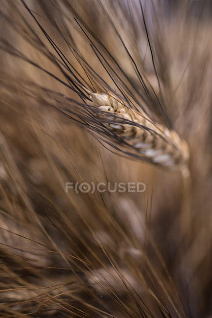 Уши кукурузы в центральной части Сицилии, Италия, Европа — стоковое фото