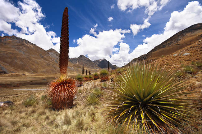 Puya Raimondi, Cordillera Blanca, Huaraz, Perú, América del Sur - foto de stock