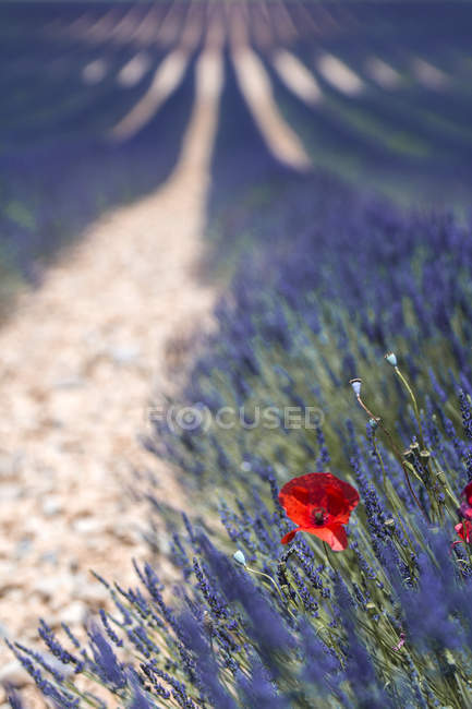 Lavendel blüht im Freien und roter Mohn — Stockfoto