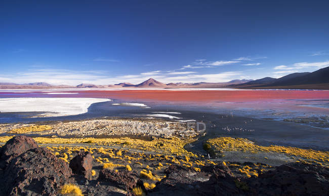 Laguna Colorada, Eduardo Avaroa Réserve nationale de faune andine, South Lipez, Potos, Uyuni, Bolivie, Amérique du Sud — Photo de stock